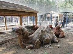 -长白岛森林公园