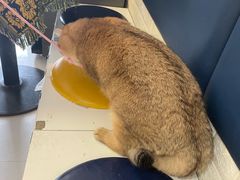 -平行世界·猫咖(首经贸店)