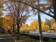 -三里屯东五街银杏大道