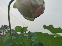 -嘉北郊野公园