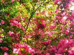 -成都南湖公园