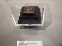 -北京周口店北京人遗址博物馆