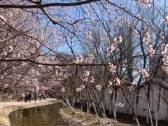 -桃花堤公园