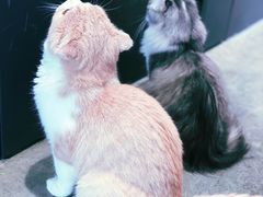 -瞄一喵猫咖(格力海岸店)