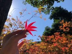 -广州市帽峰山景区