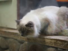 -猫咪博物馆(顶澳仔猫街店)