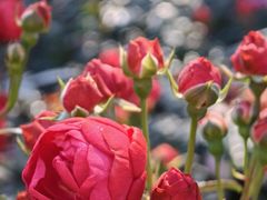 -人民公园(罗湖区)