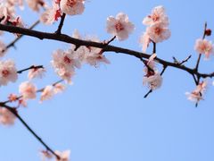 -杭州植物园