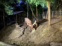 -清迈夜间动物园