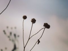 -西青郊野公园
