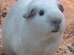 -上海大自然野生昆虫馆(东方明珠·爬宠昆虫探索中心)