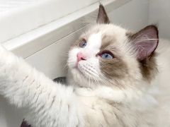 -lincat·猫舍(广州店)