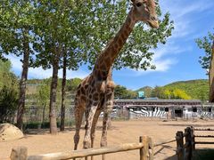 -大连森林动物园