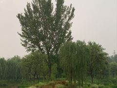 -东郊湿地公园