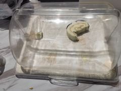 -盒马鲜生(馥邦国际店)