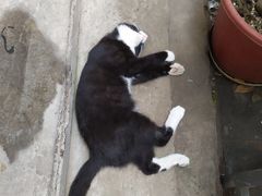 -新疆狼爷烤肉(宋庄店)