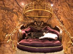 -more than meow吴止猫主题餐厅(承德 中船汇店)