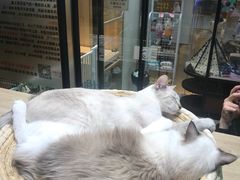 -藏猫猫咖啡主题馆(中央大道店)