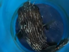 -蓝湾碧波·老字号·疍家非遗海上餐厅