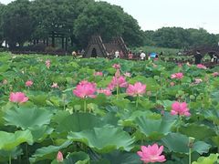 -荷塘月色湿地公园·向阳花洲