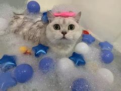 -车接车送·寄养洗护·德文猫舍(大宁店)