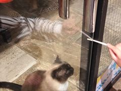 -猫咪博物馆(顶澳仔猫街店)