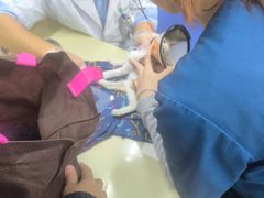 -瑞派动物医院·猫专科·至诚(江南中分院)