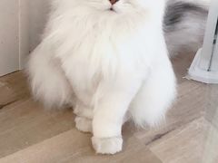-李小姐の猫咖啡馆(五角场店)
