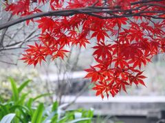 -杭州植物园