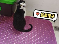 -momokira米努特·德文卷毛猫·棉花面纱犬