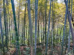 -上海佘山国家森林公园天马山园