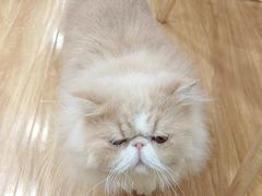 -滚猫咖啡·猫咖·猫友好撸猫(未来城店)