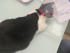 -宠福鑫康馨动物医院·骨科·眼科