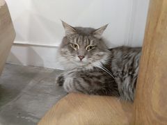 -楼上猫咖(罗湖店)
