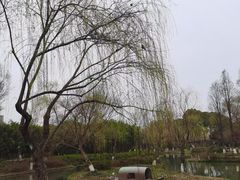 -青枫公园