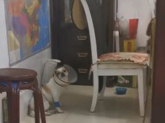 -荔康动物医院(康王北路店)