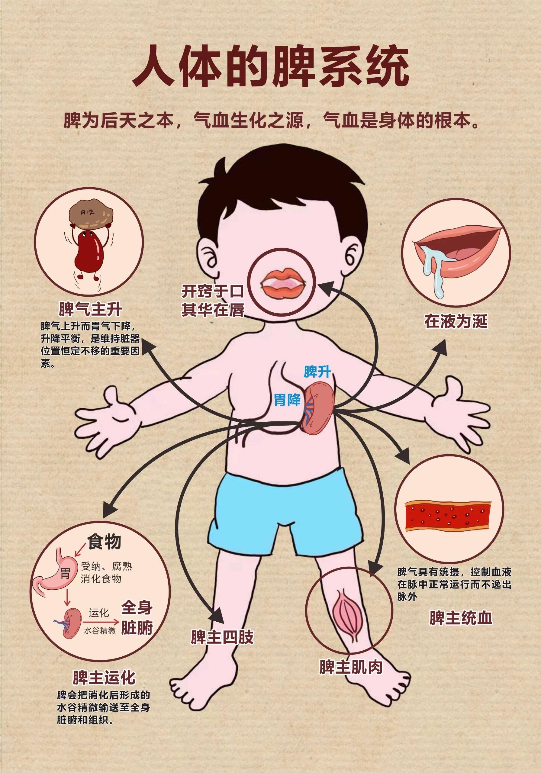 脾虚的表现和症状图片