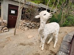 -青岛森林野生动物世界