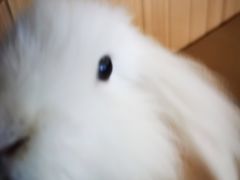 -猫猫幼稚园·撸猫·桌游·电玩