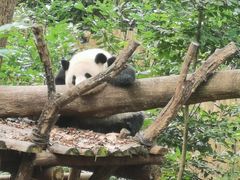 -成都动物园