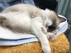 -潮味四季潮汕牛肉火锅(来凤街店)