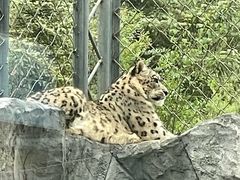-青藏高原野生动物园