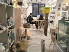-楼上猫咖(罗湖店)