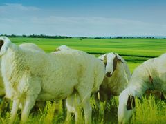 -呷哺呷哺 黄金牧场 (王府井喜悦店)