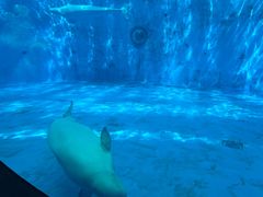 -海合安成都极地海洋公园