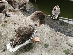 -一品烧农庄·佛山本地特色菜