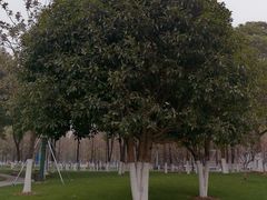 -西北湖绿化广场
