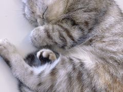 -怪兽屋·羊驼·猫咖·狗咖(俊华广场店)