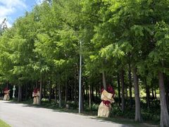 -上海长兴岛郊野公园