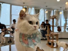 -共舞时光猫咖·狗咖(新街口店)
